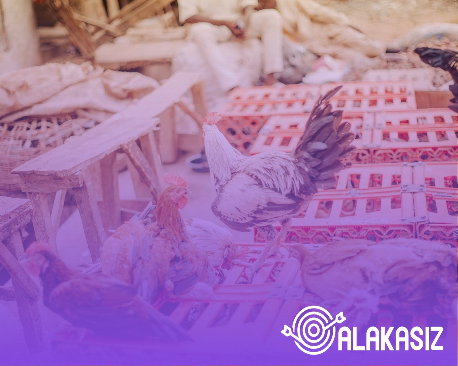 WhatsApp bildirim ayarları doğru yapılandırılmış görünüyor